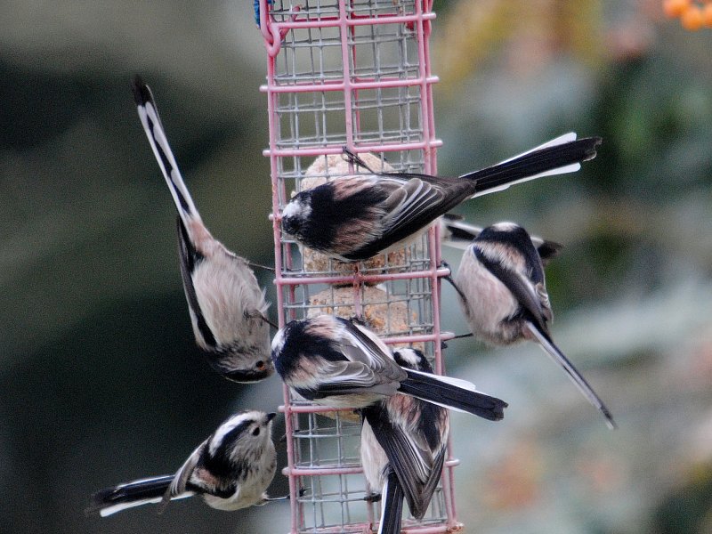 Ten Wildlife Garden Tips for the New Year